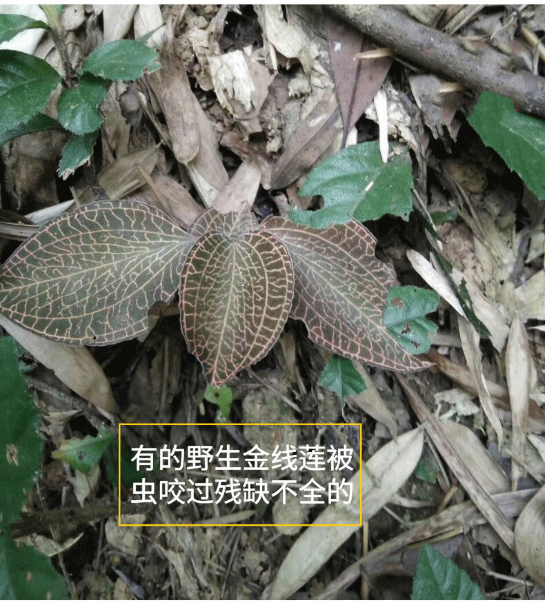 廣西野生金線蓮幹品禮盒新鮮野生金錢蓮金線蓮茶植物養生茶10克裝伊梵