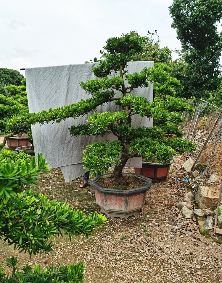 德驪嘉大型羅漢松園藝盆景樹樁盆栽植物四季常青綠植庭院臺灣金鑽迎客