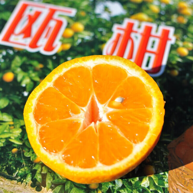 适用于【温州正宗三垟湿地园底瓯柑】 不上火水果甜新鲜瓯柑苦橘温州