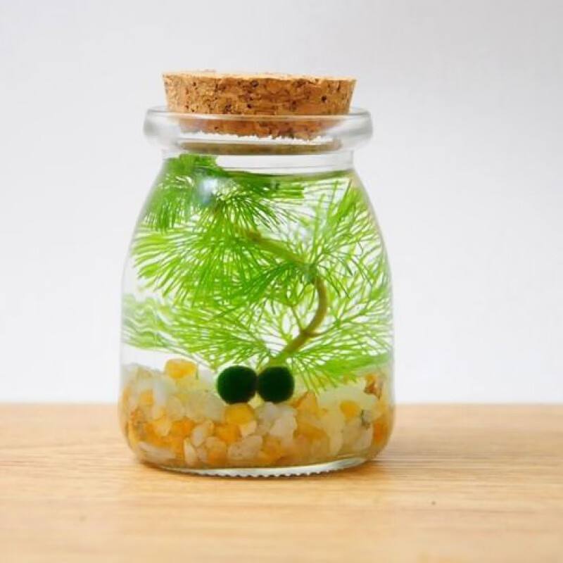 海藻球苔藓微景观海藻球生态瓶水培植物球藻diy球藻浮萍小礼品生日