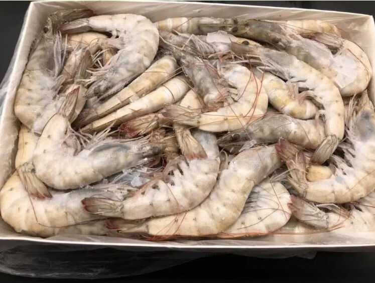 白盒海捕盐冻虾33斤左右7080只单冻非冰冻对虾4050白对虾4050两盒