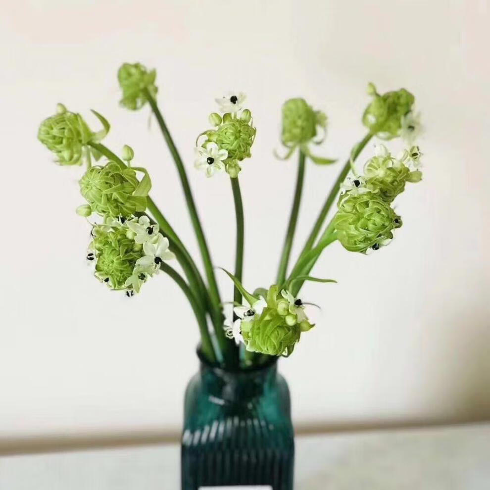 恒伯利亚之星天鹅绒鲜切花新鲜水养配花家用办公云南基地直发 40-50cm