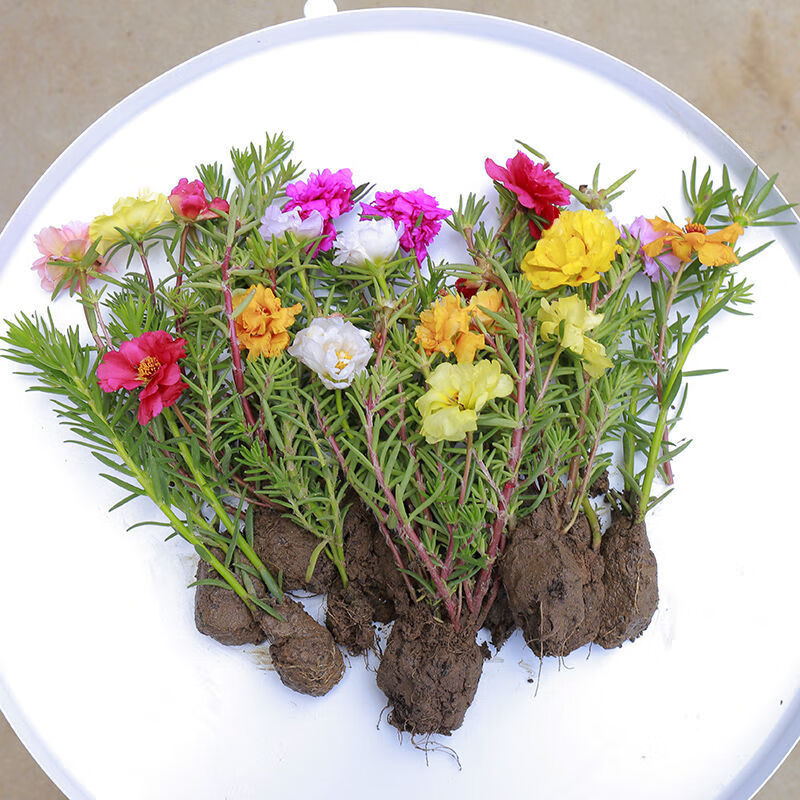 太阳花重瓣混色盆栽花苗死不了植物四季开花室外阳台庭院太阳花苗34个