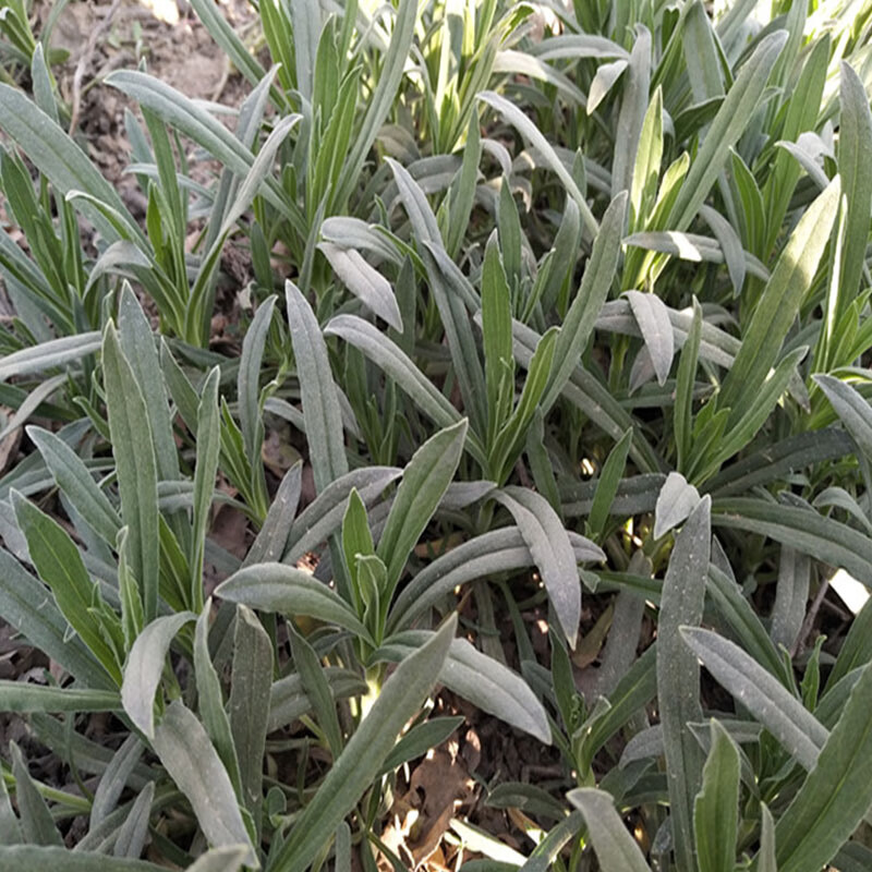 素界 面条菜时令羊蹄棵新鲜现挖山东特产带箱五斤装顺丰 1000g【图片