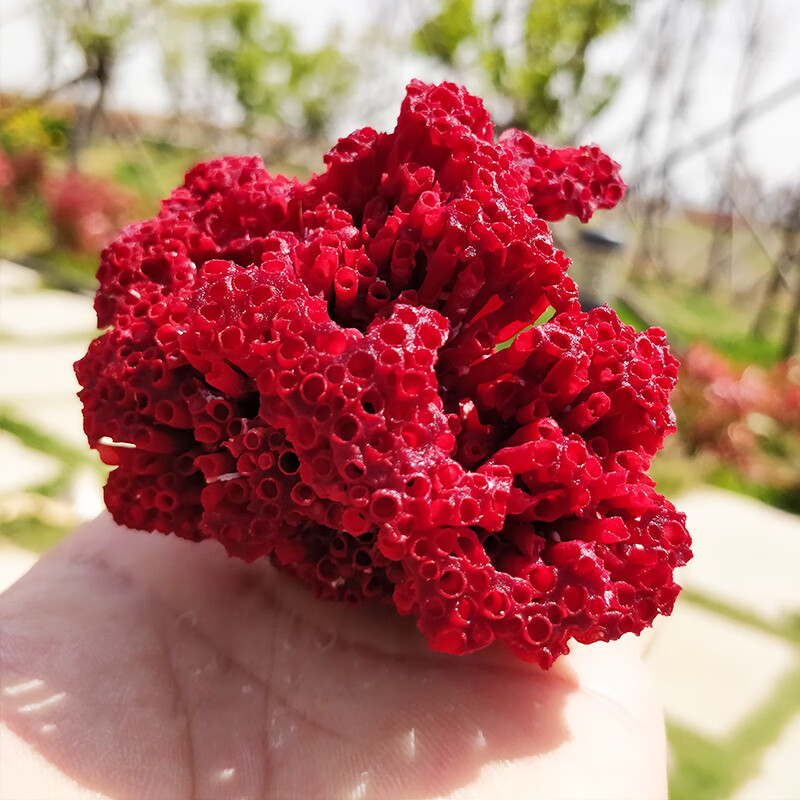 造景珊瑚骨 超大珊瑚骨造景海缸海底真珊瑚摆件天然海珊瑚石化石礁石