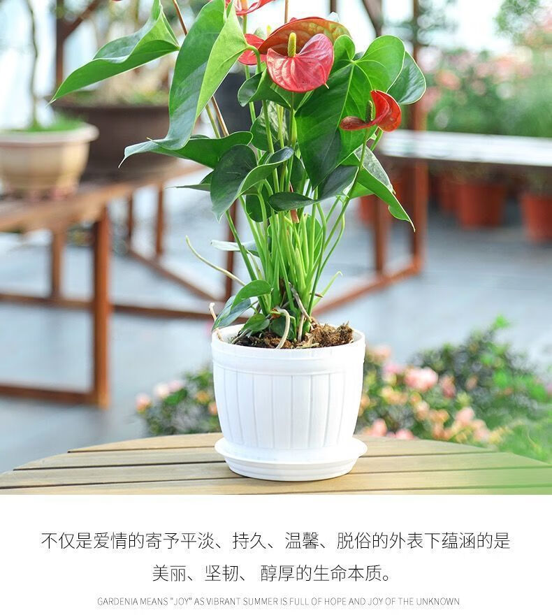 白掌绿植花卉开花室内植物盆栽水培白掌红掌鸭脚木金钻九里香竹柏款