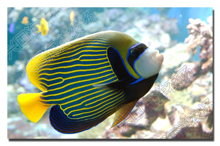 皇后神仙 活体海水鱼 大型神仙鱼皇帝神仙海缸观赏宠物鱼快递包活兴国