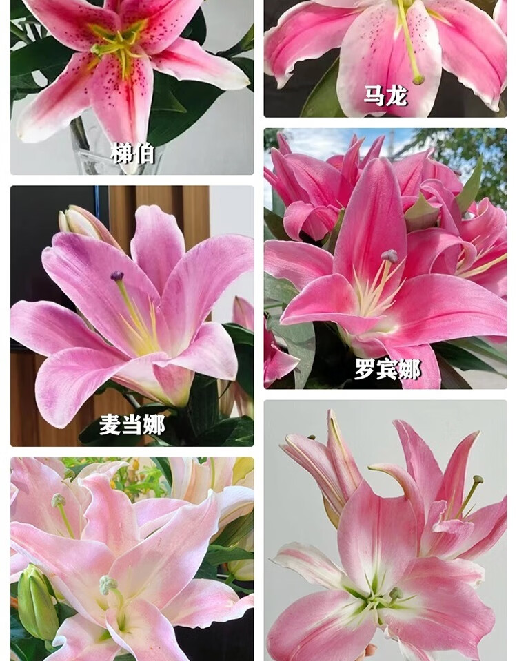 各种百合花图片及名称图片