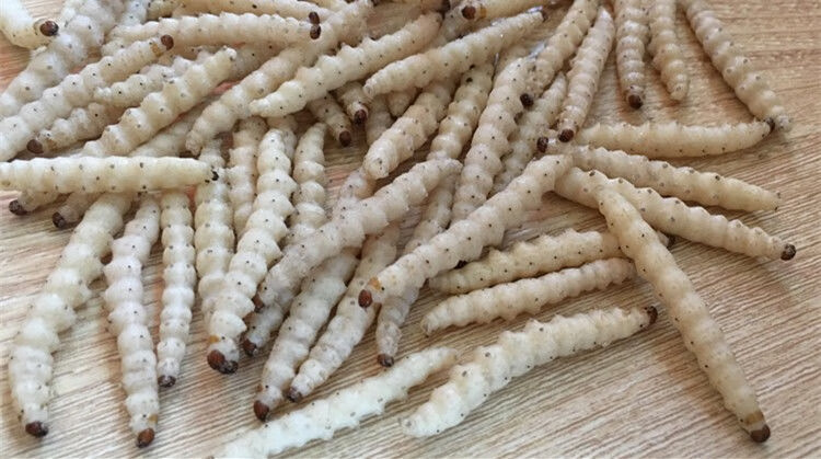 冰鲜新鲜竹虫500g竹节虫竹蜂蜂虫笋食用昆虫下酒菜 1斤装【图片 价格