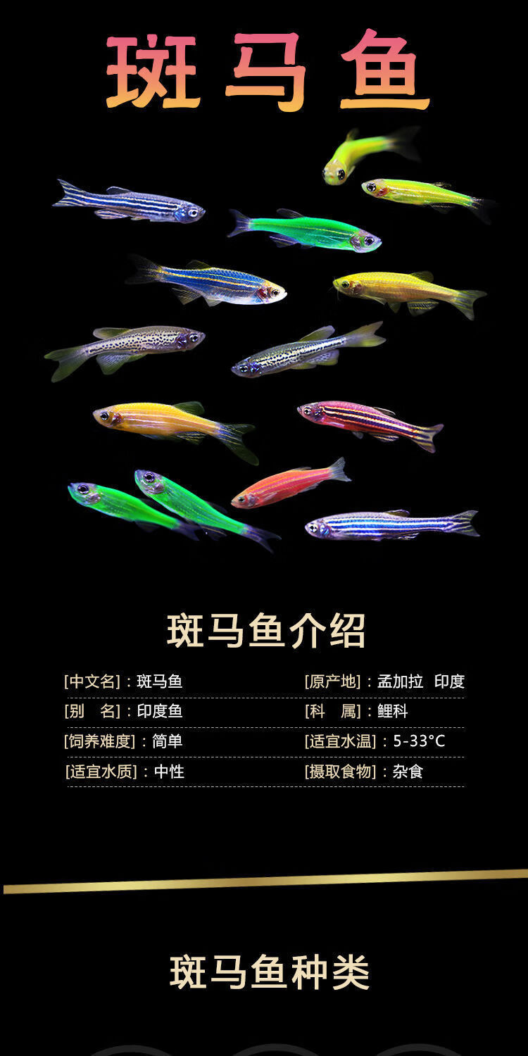 斑马鱼不怕冷鱼小金鱼耐寒鱼红斑马鱼蓝斑马鱼草缸好养淡水观赏鱼混色