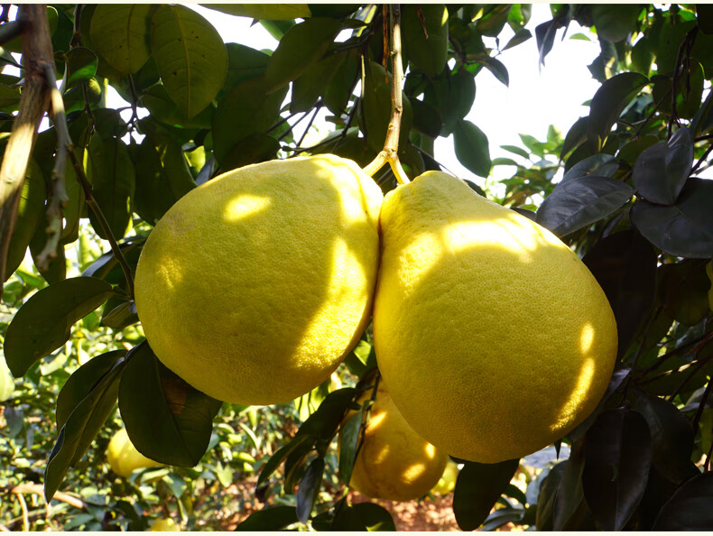 贵州农家新鲜老品种鲜甜沙田柚子精选10斤非梅州容县沙田柚贵州新鲜