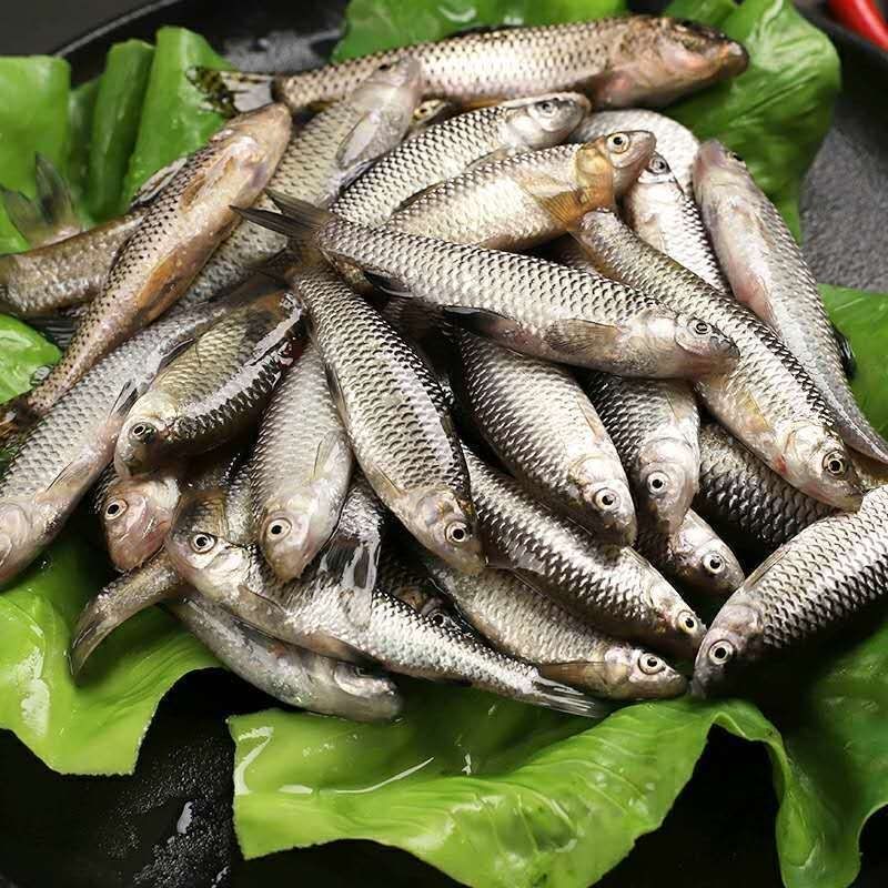 原生態淡水湖新鮮小麥穗魚小羅漢魚淡水魚小雜魚柳條魚食蚊魚麥穗魚