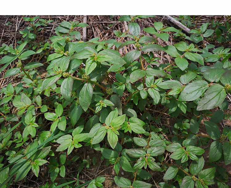 野生飞扬草新鲜现采乳籽草500g大飞扬大乳汁草飞扬草洗澡草药伊梵麦