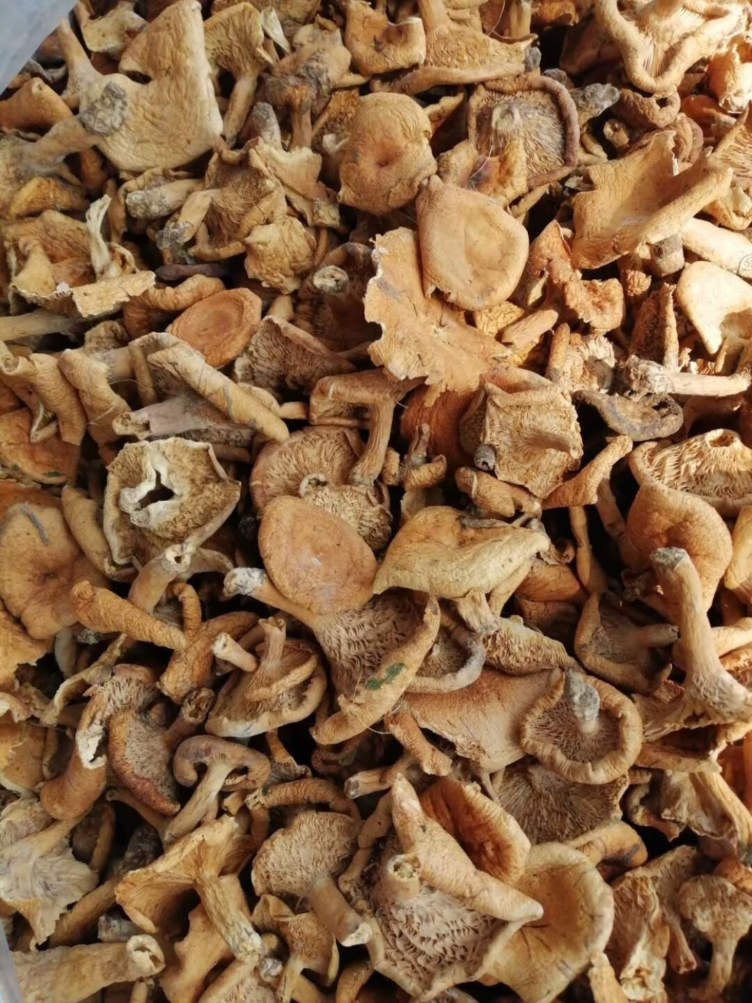 野生松树菌寒菌枞菌松乳菇干货野生菌食用菌干品谷熟菌铜绿菌 松树菌