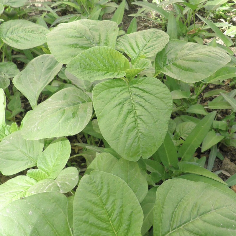 农之子白苋菜种子菜种子种植华中农之子白圆叶苋菜种子10g耐湿热抗病