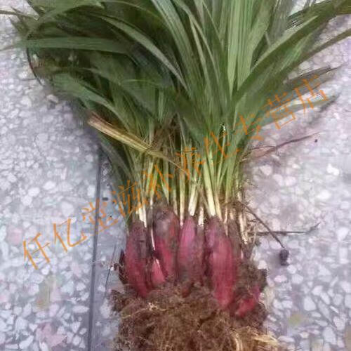 流鼻血新鲜草红葱红葱头小红葱1500g