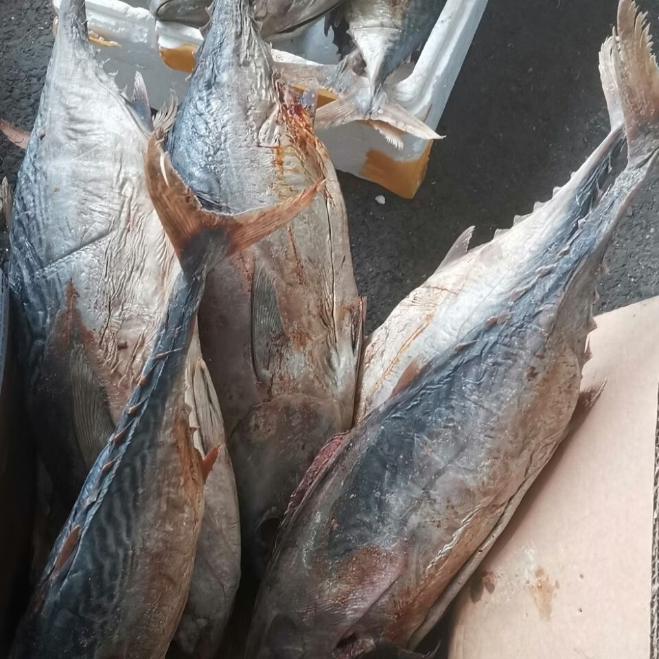 老咸鱼花鲅鱼马友鱼干咸鳎米籽光鱼咸马鲛鱼大咸鱼各种规格咸鱼 燕