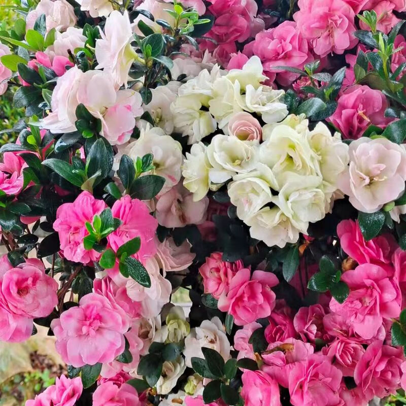 鹃之舞日本皋月杜鹃稀有品种一树多色绿植花卉四季开花盆栽苗好养花草