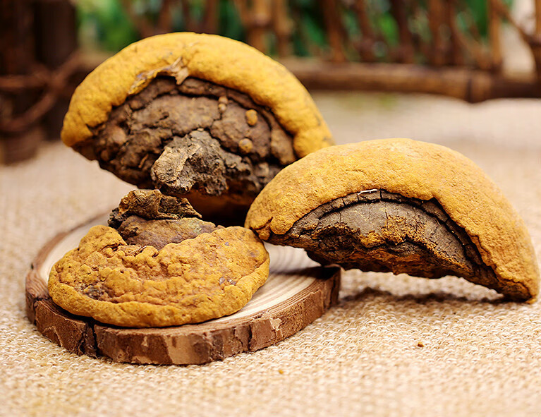 桑黄500g长白山杨树桑黄桑树桑黄精粉灵芝茶1斤.