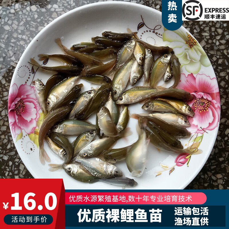 裸鲤鱼苗三道鳞德国镜鲤活体鱼苗淡水养殖无甲鲤鱼苗食用裸斑鱼苗放生