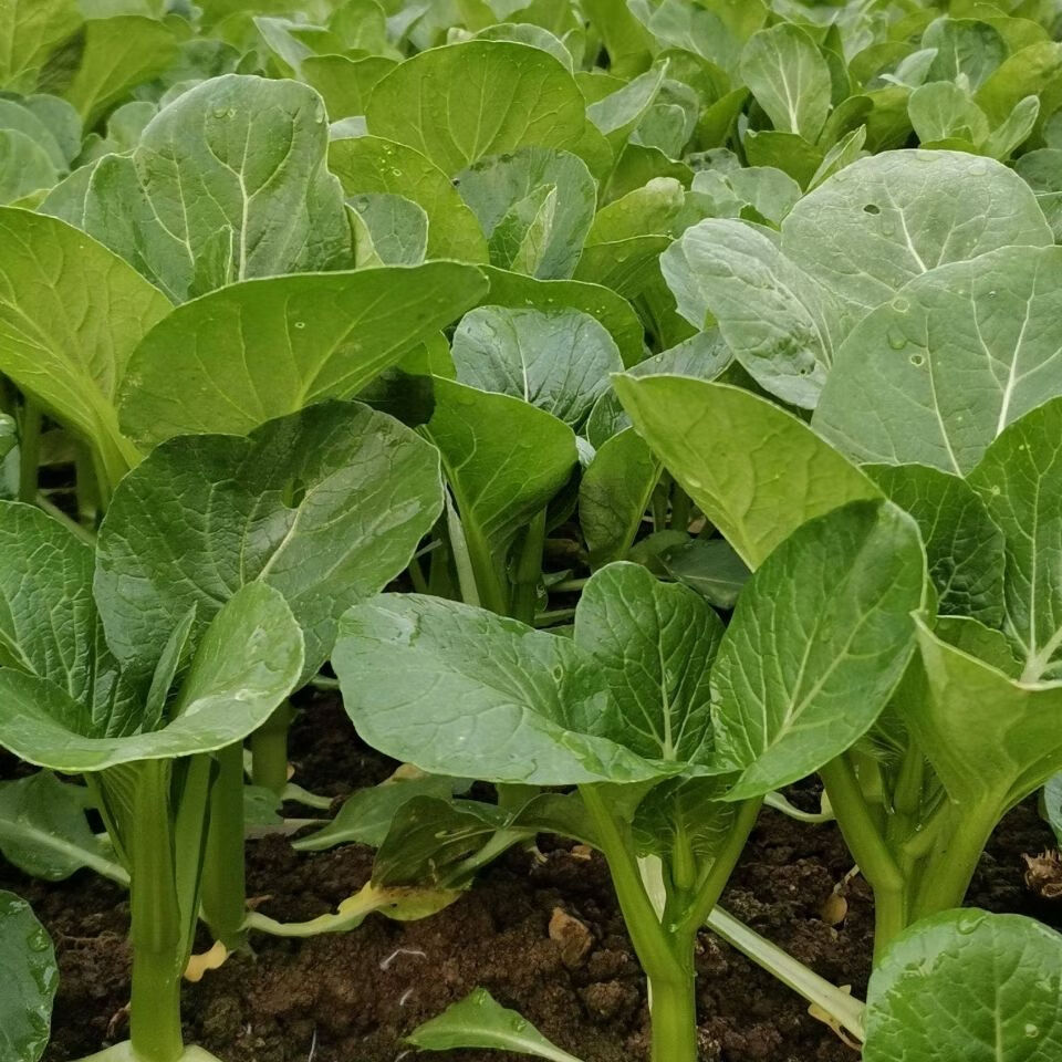 新鲜蔬菜广东菜心菜苔新鲜蔬菜3斤装3斤