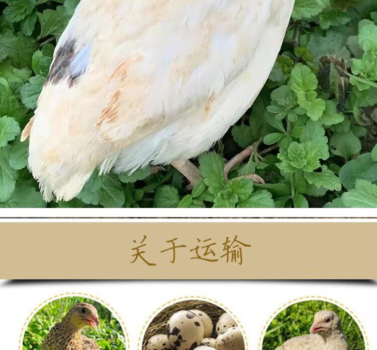 鹌鹑活鸟白沙维鹌鹑活体天天产蛋繁殖鹌鹑鸟活物阳台饲养宠物黄羽鹌鹑