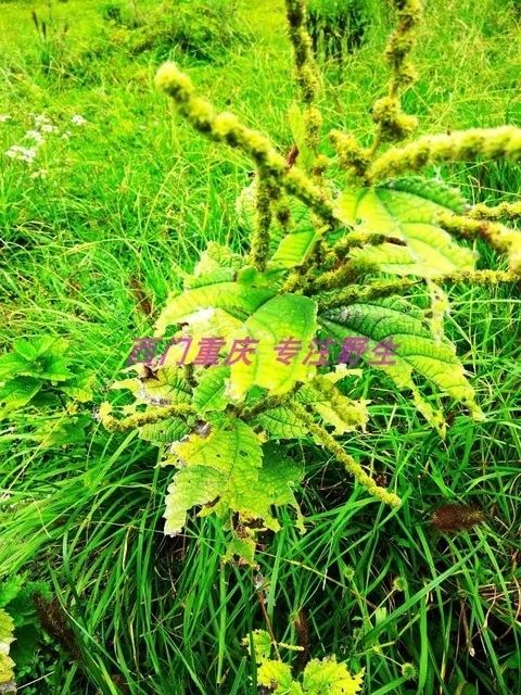 野线麻麦麸草红棉麻红线麻山苎大水麻野苎麻水升麻