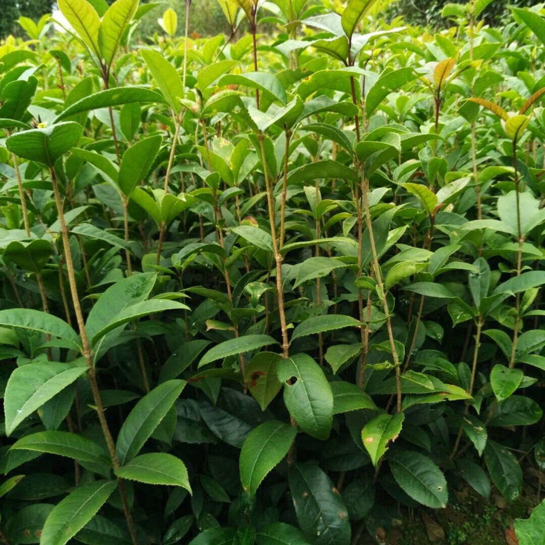 桂花树苗八月桂苗金桂苗桂花小苗庭院绿化占地苗保湿保鲜发货 10-15