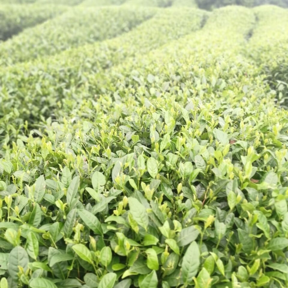 茶叶批发绿茶2022年新茶屏山绿茶原产炒青茶叶特级浓香型高山包包茶