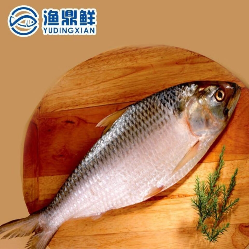 新鲜美味佳肴 鲥鱼1条装(6两一8两)【图片 价格 品牌 报价】-京东