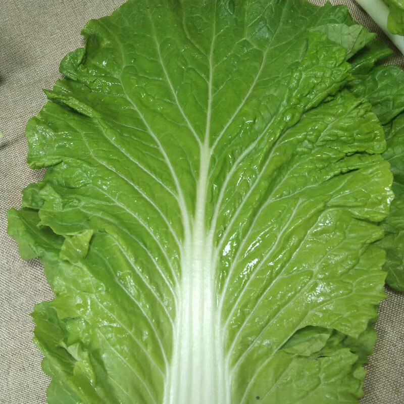悠妃白菜叶饭包顺丰东北大白菜叶子新鲜蘸酱蔬菜大饭包打饭包菜叶多省