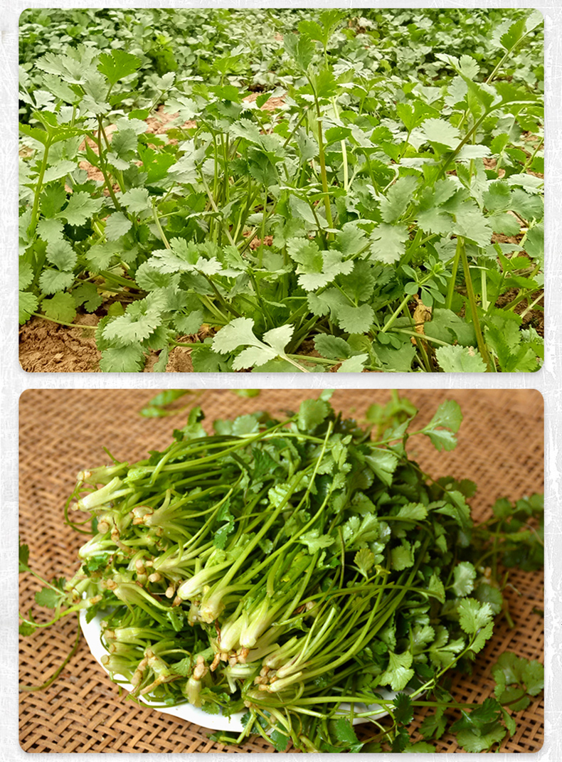 香菜芫荽胡荽盐荽香荽延荽满天星新鲜现摘1斤