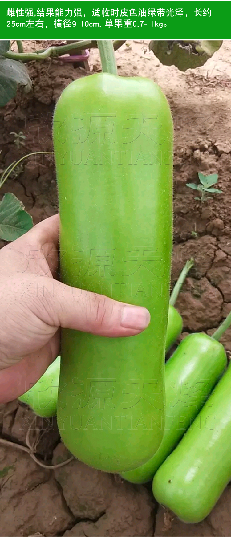 密多早瓠瓜种子短棒早熟耐热高产瓠子瓜蒲瓜蔬菜种籽孑四季秋季播