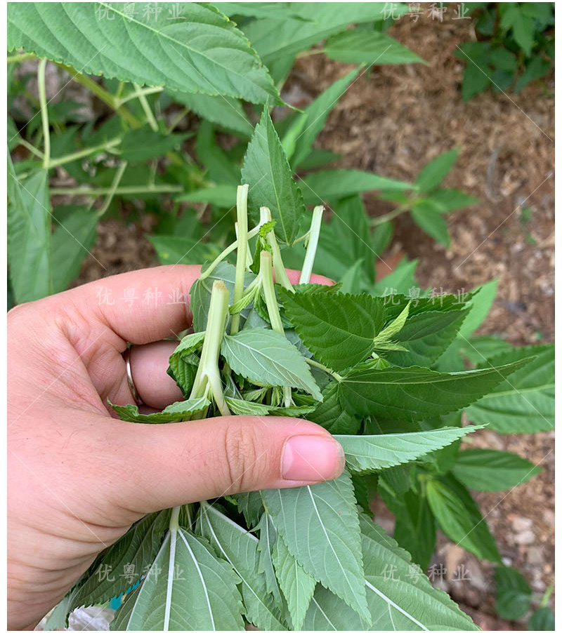 潮汕特產黃麻葉種子白麻葉涼拌紅麻葉蔬菜種孑埃及菜野菜種籽 白麻葉