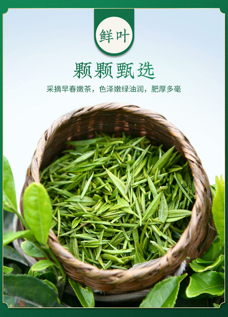 高档信阳毛尖茶叶明前嫩芽新茶2021手工清香型毛尖绿茶浓 【嫩芽品质