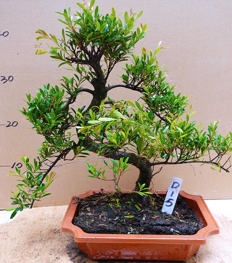 名贵小叶赤楠盆景红芽室内植物树桩办公室桌面盆栽绿植四季常青 c7