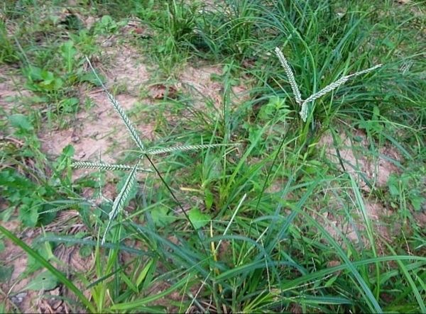 巴根草种子 铁线草 护坡草籽 爬地草 绊根草 护坡种子防水土流失 净子