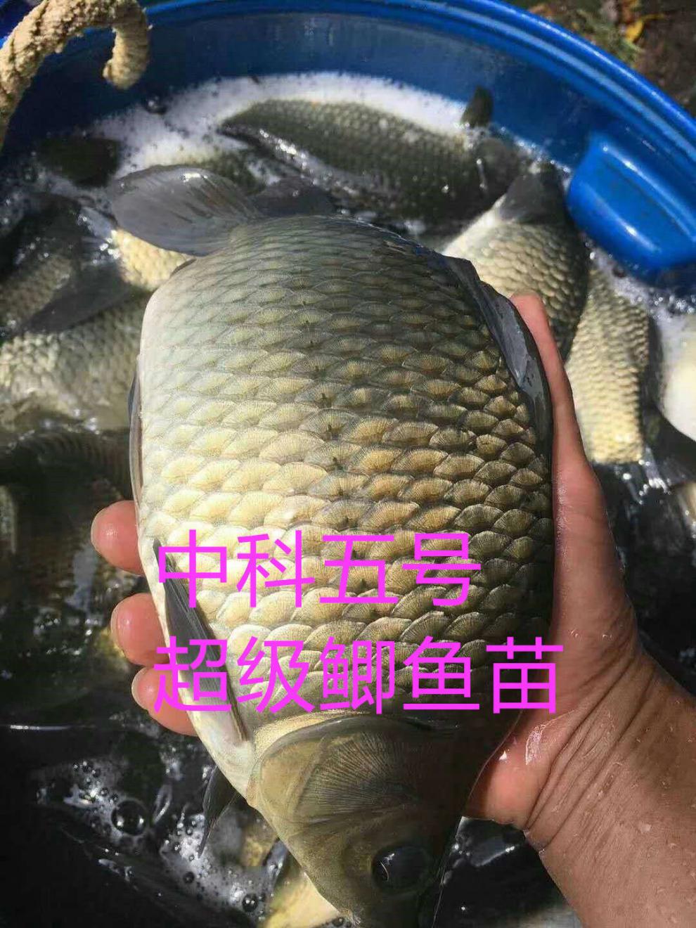 大品種黃金鯽魚苗中科五號工程鯽湘雲鯽高背淡水養殖活體草魚苗中科鯽