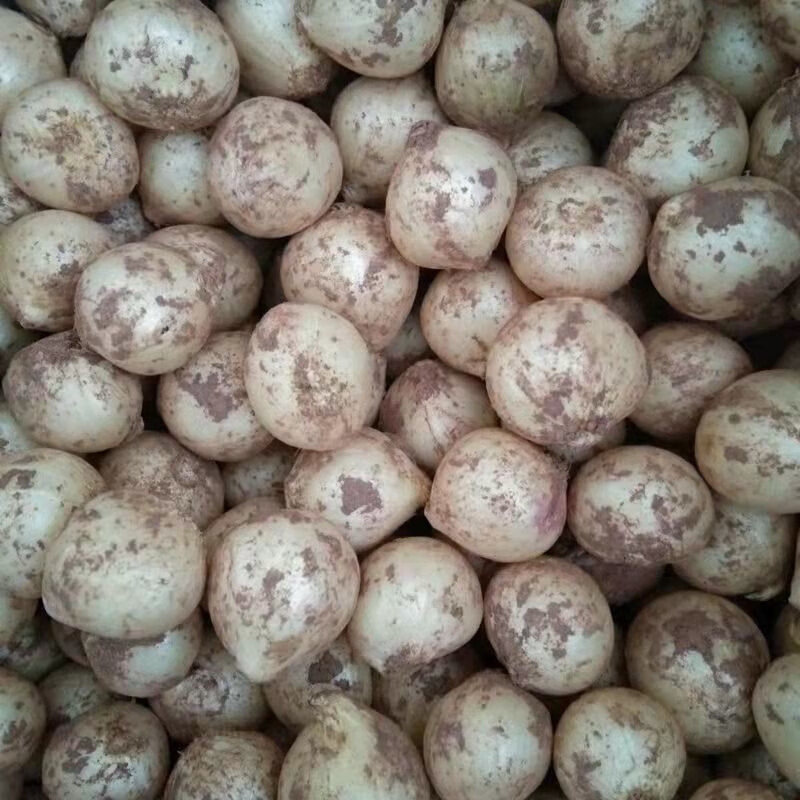 春光岛 四川特产野生新鲜团葱洋葱头苦茭小蒜头小薤白鲜苦藠大果优惠