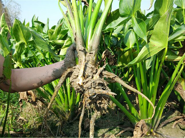 苏北农家现挖茨菇3斤5斤慈姑东台新鲜蔬菜芽菇白栗时令菜茨菰精选装5