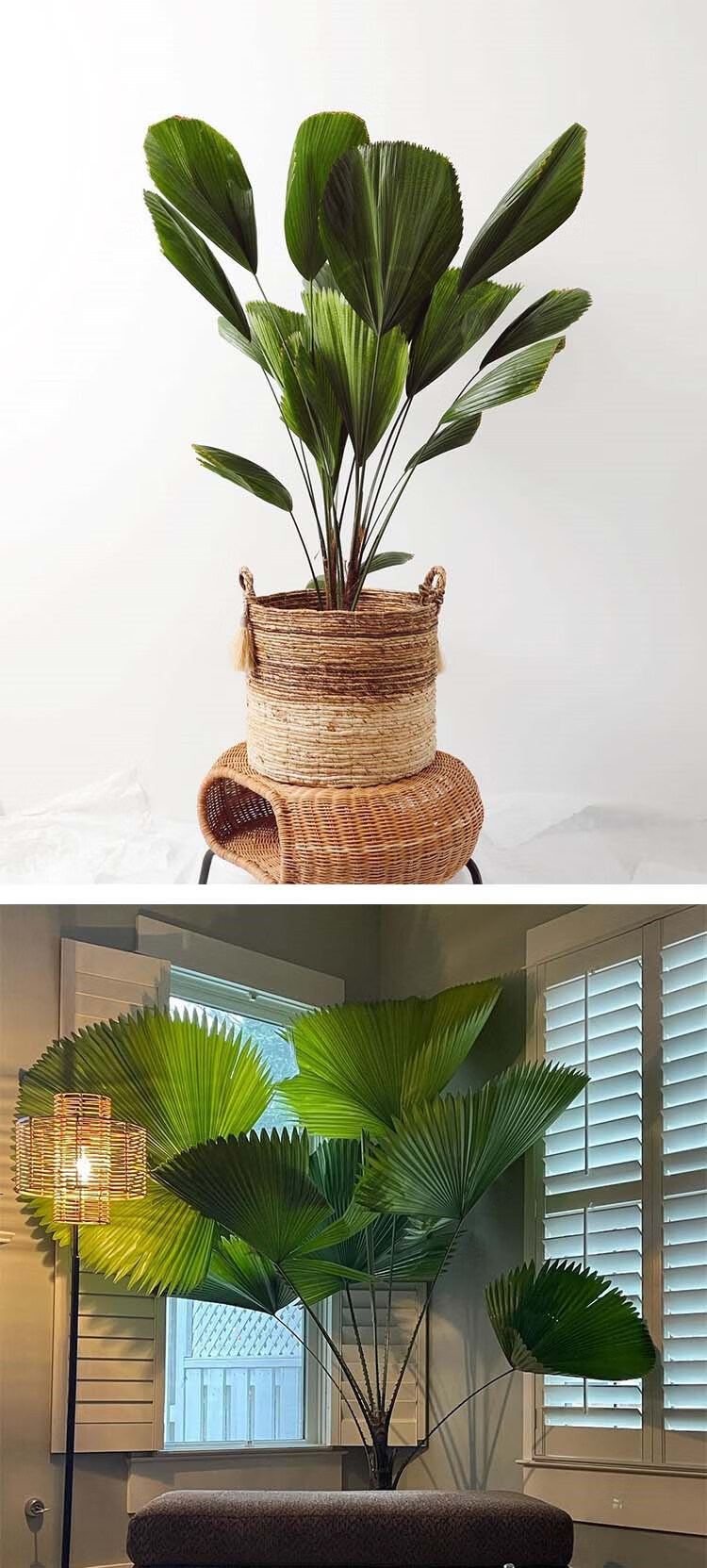 圆叶轴榈轴棕叶盆栽办公室内喜阴好养易活绿植isn风热带植物雨林 单叶