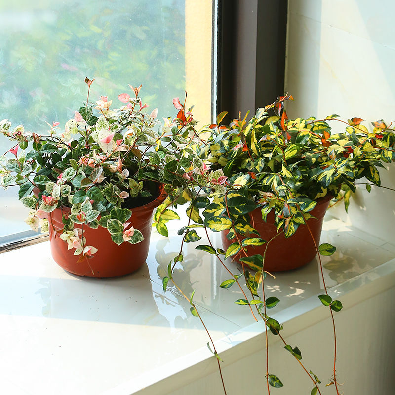 阳台花叶络石苗盆栽彩叶络石藤蔓植物微景观吊兰垂吊花卉耐寒耐热黄金