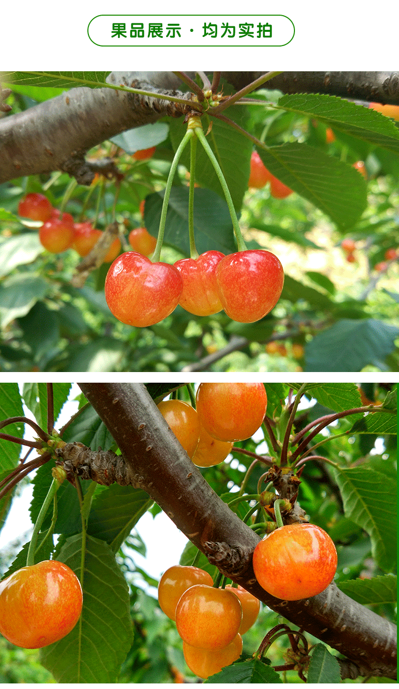 国产包装形式:简装特产品类:烟台樱桃货号:49egm3mz商品产地:其他商品