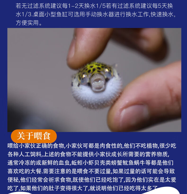 河豚观赏鱼潜水艇活体淡水鱼热带鱼狗头鱼娃娃宠物鱼生气的鱼潜水艇