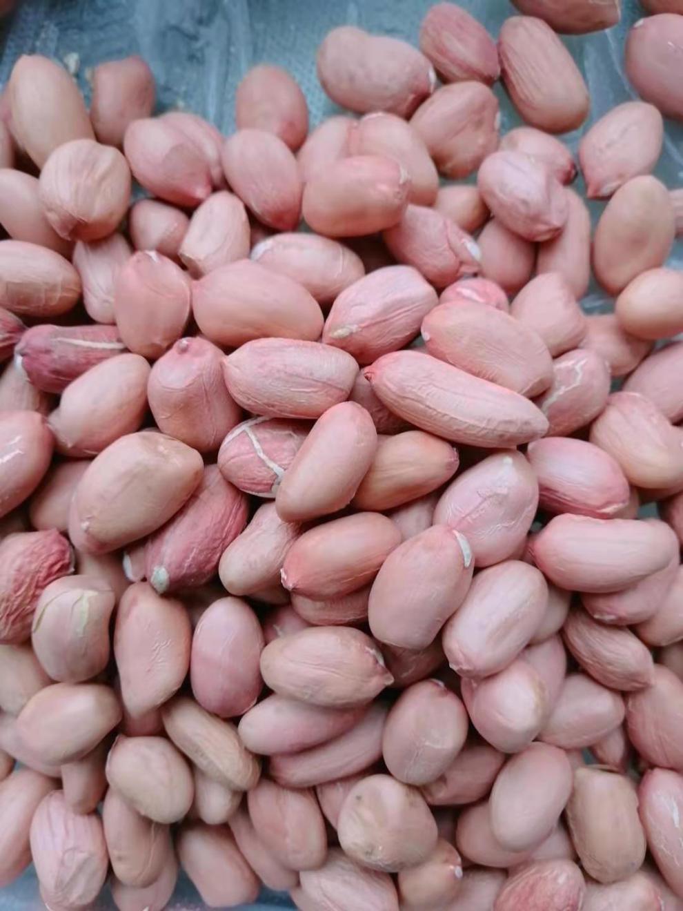 2021新货生花生米无壳大粒白沙花生米新鲜粉红皮生花生米批发 普通