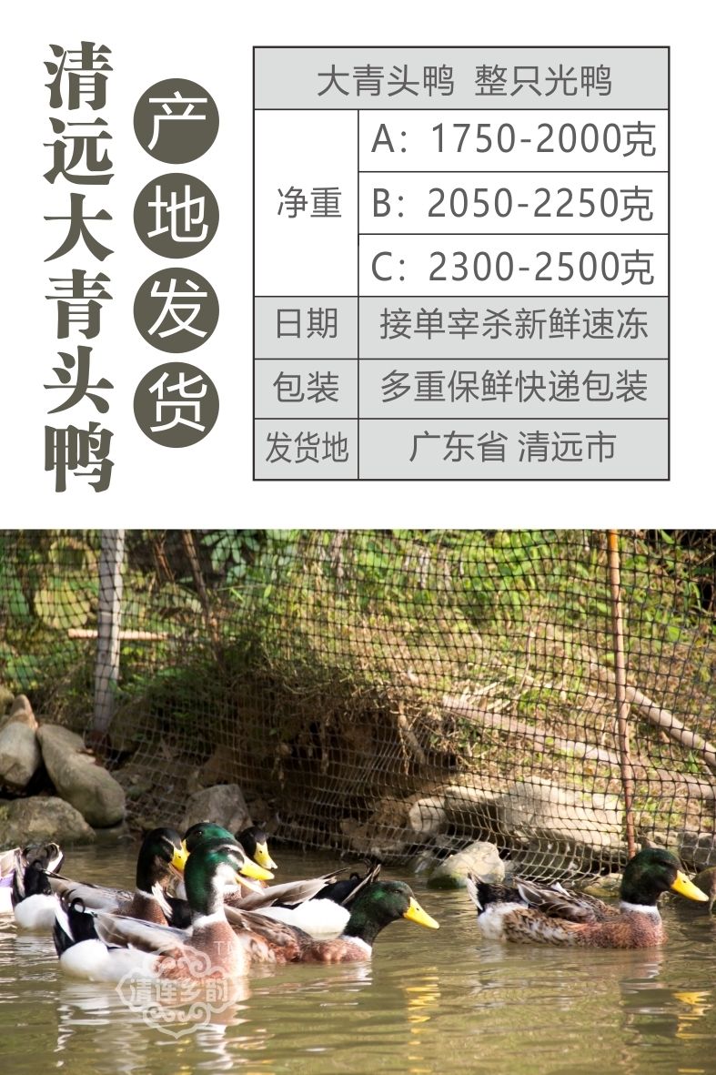 广东大青头鸭土鸭清水麻鸭农家散养鸭接单现杀新鲜整鸭配心肝肾140天