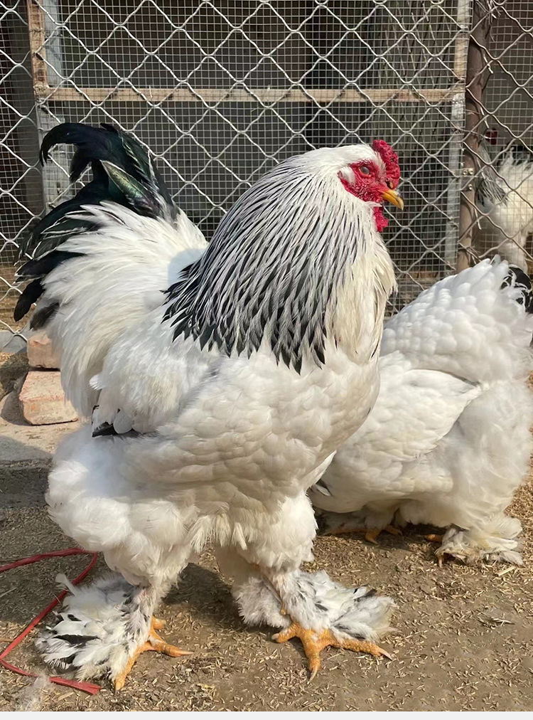 巨型婆罗门鸡种蛋受精蛋梵天鸡纯种蛋大型婆罗门活苗可孵化观赏鸡(6月