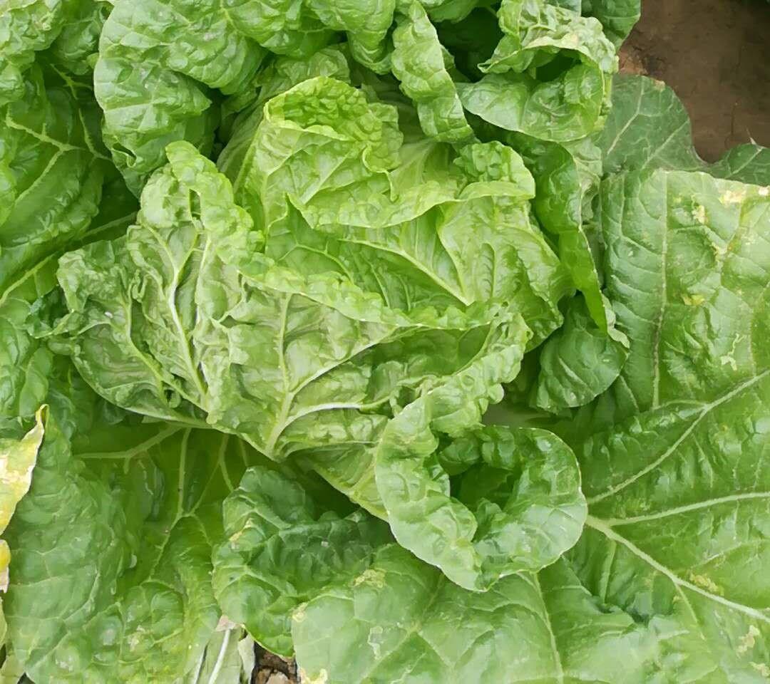 贵州农家露天种植新鲜大白菜麻叶菜青麻火锅菜一颗尝鲜随机发货没有