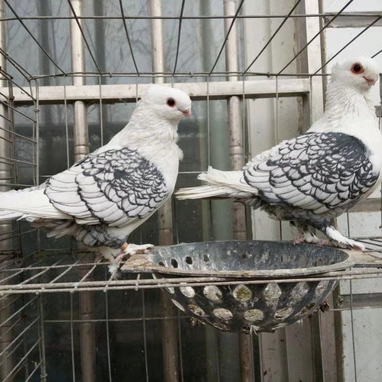 观赏鸽子淑女鸽黑细花淑女鸽兰花淑女鸽子活物一对批发宠物鸽活体