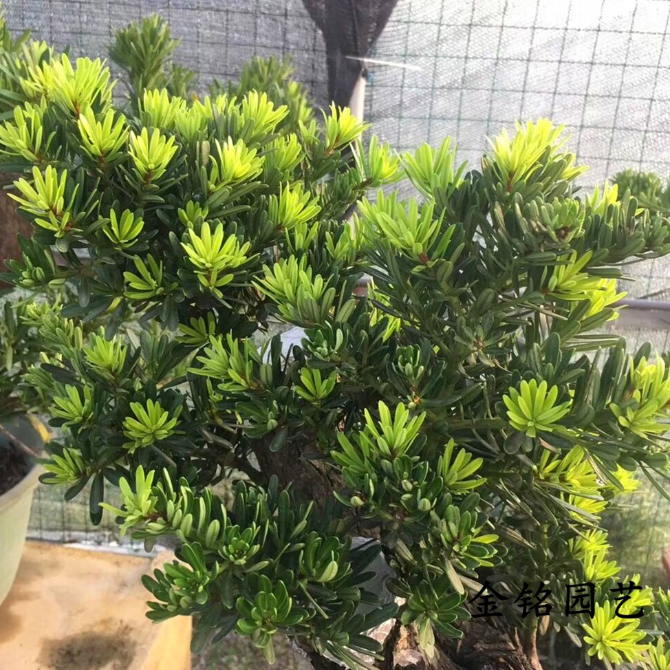 羅漢松樹苗菊花心 金鑽羅漢松 四季常青綠植名貴樹種 四年多分支30-40